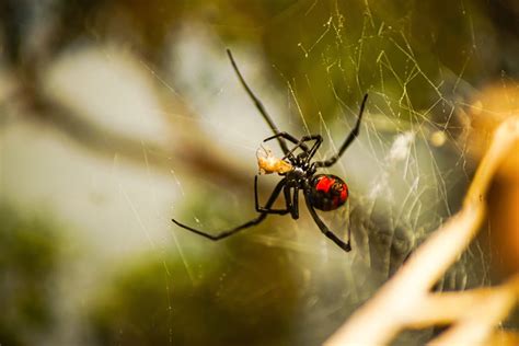 Your Guide To Poisonous Spiders In Arizona Patriot Pest And Termite Control