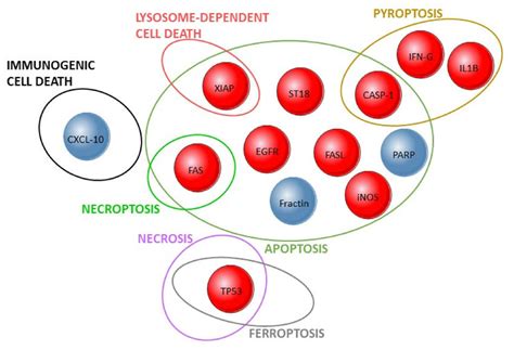 Validated results in human studies on cell death mechanisms and... | Download Scientific Diagram