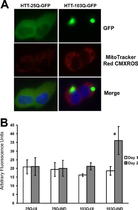 Expression Of Mhtt Promotes An Increase In Mitochondrial Ros A