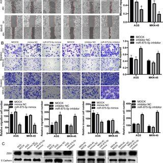 MiR 875 5p Inhibited Migration And Invasion In Vitro And Induced