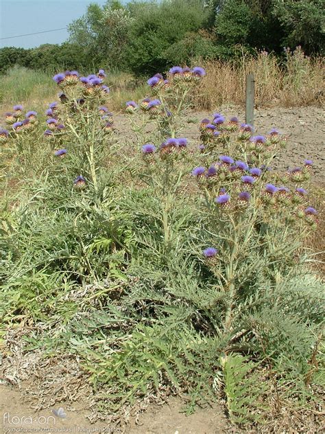 Cynara Cardunculus Flora On