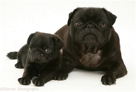 🔥 [70+] Black Pug Wallpapers | WallpaperSafari