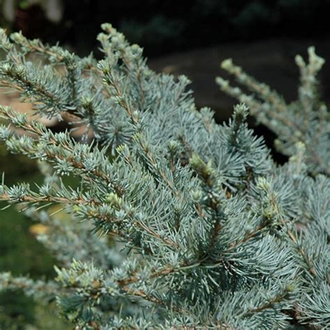 Horstmann Blue Atlas Cedar Duncan Nursery