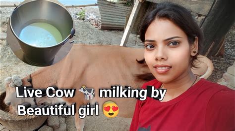 Monikakashyap Live Cow Milking 🐄🥛 Live Milking Youtube