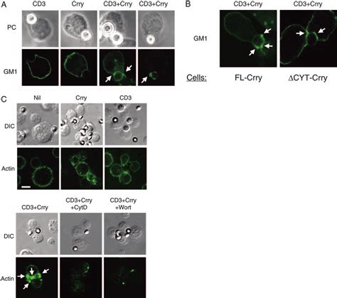 Cd Crry Coligation Induces Lipid Raft Aggregation And Reorganization