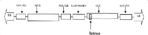 Schematic Diagram Of The T Dna Region Of Transformation Vector