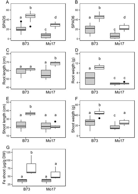 Phenotypic Differences Of The Maize Inbred B And Mo At And