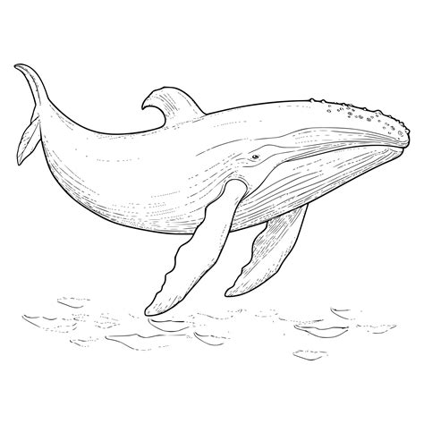 Blue Whale Coloring Pages Drawing For Kid 27497675 Vector Art At Vecteezy