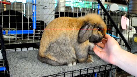 Posing Holland Lops Holland Lop Showing Livestock Show Rabbits