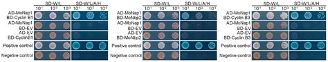 Jof Free Full Text Monap1 A Nucleosome Assemble Protein 1