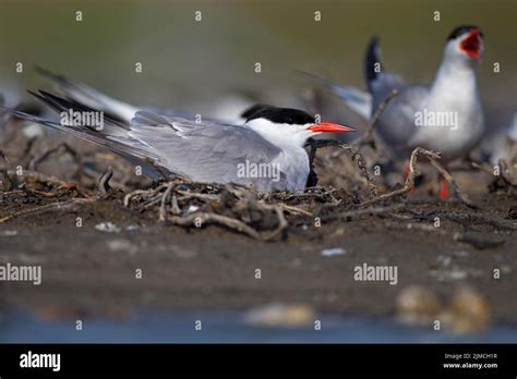 Common Tern (Sterna hirundo), breeding, Danube Delta Biosphere Reserve ...