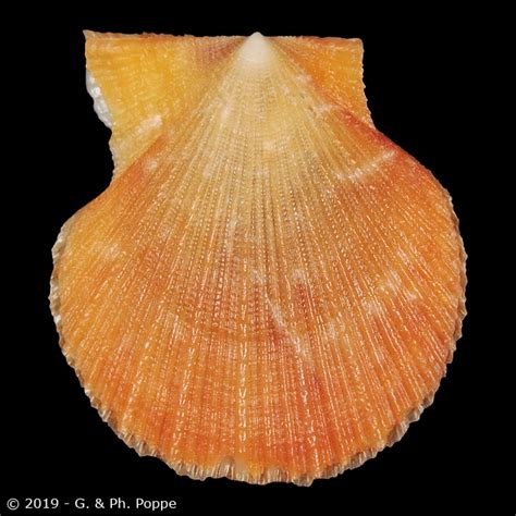 PECTINIDAE for Sale | Conchology