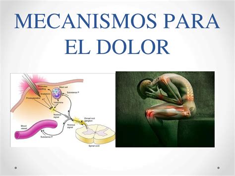 Solution Mecanismos Para El Dolor Fisiolog A Studypool