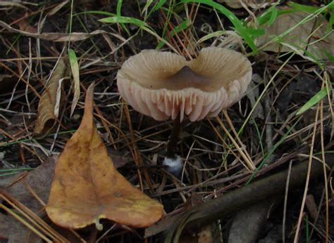 Entoloma Strictius At Indiana Mushrooms