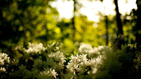 Wallpaper Sunlight Forest Nature Grass Plants Branch Green