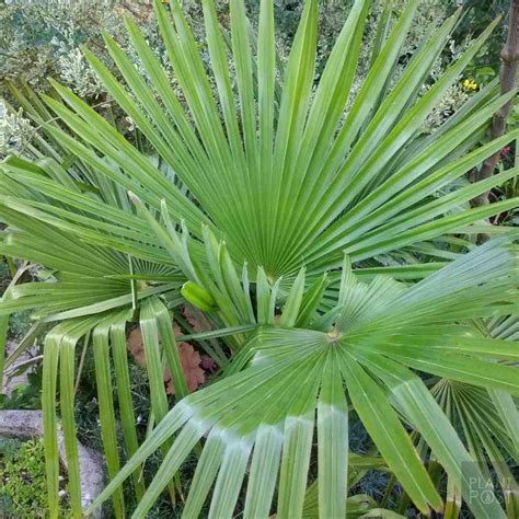 5 Tropical Winter Hardy Evergreen Plants For UK Gardens Exotic Plants