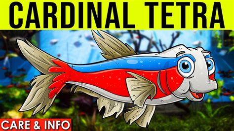 Cardinal Tetra Care Cardinal Tetra Care Guide YouTube