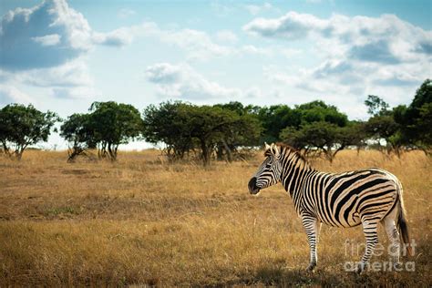 Plains of Africa Photograph by Jamie Pham - Pixels