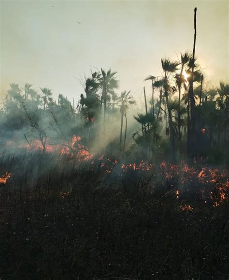 Incendio Forestal Arrasa Con M S De Hect Reas De Selva