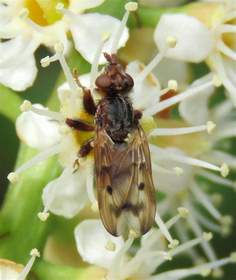 Myopa Tessellatipennis Female Ryton Wood Warwickshire Flickr