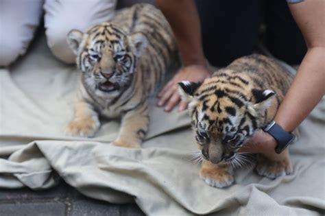 Kebun Binatang Bandung Cari Orang Tua Asuh Untuk Bayi Harimau Benggala