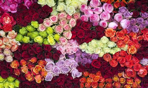 14 Rose Color Meanings - What Do the Colors of Roses Mean for Valentine ...