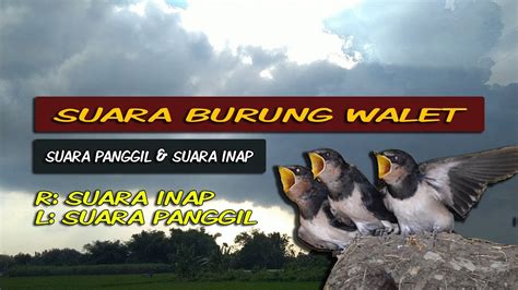 Suara Burung Walet Suara Walet Asli Inap Dan Panggil Dalam Satu