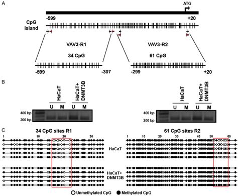 Methylation Analysis Of Vav3 Promoter In Hacat Cells A Schematic