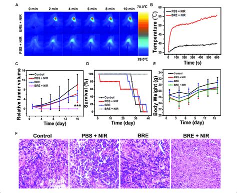 The Evaluation Of In Vivo Anti Tumor Effect A Photothermal Images