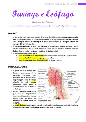 Ossos Apendiculares C Ngulo Do Membro Superior E Membro Superior O