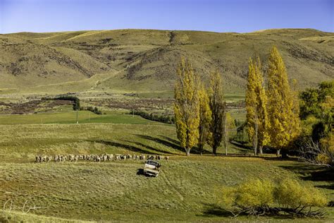 autumn   waitaki valleymackenzie country  zealand focal world