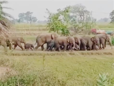 लातेहार हाथियों के झुंड का उत्पात जारी नेतरहाट में 19 घर तबाह एक मासूम की मौत