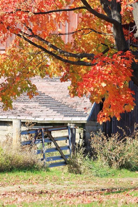 Autumn Season at Countryside Stock Photo - Image of beauty, branch: 60122788