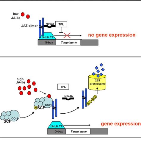 Scheme Of Ja Signaling Pathway And Phytohormone Crosstalk Plants