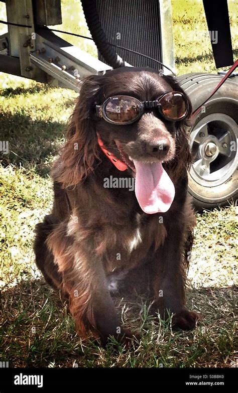 Cool dog in sunglasses Stock Photo - Alamy