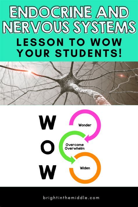 5 WOW Factor Ideas to Teach the Endocrine and Nervous System Relationship - Bright in the Middle