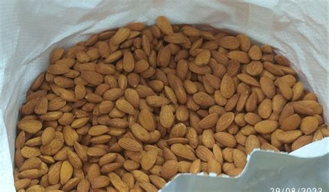 Kashmiri Mamra Almond At Rs Kg Kashmiri Mamra Almond In Ahmedabad