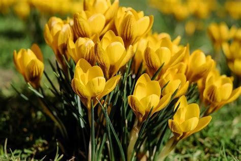 Fleur Jaune La Liste Des 30 Plus Belles Fleurs Pour Votre Jardin