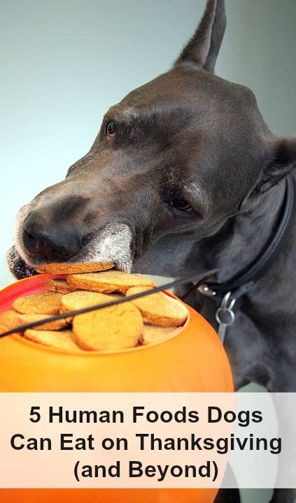 5 Human Foods That Dogs Can Eat At Thanksgiving And Beyond And Cute Dog