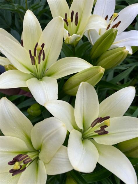 White Lilies White Flowers Colorful Garden Gardens Lily Seasons