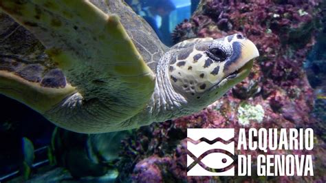 Una Giornata All Acquario Di Genova Youtube