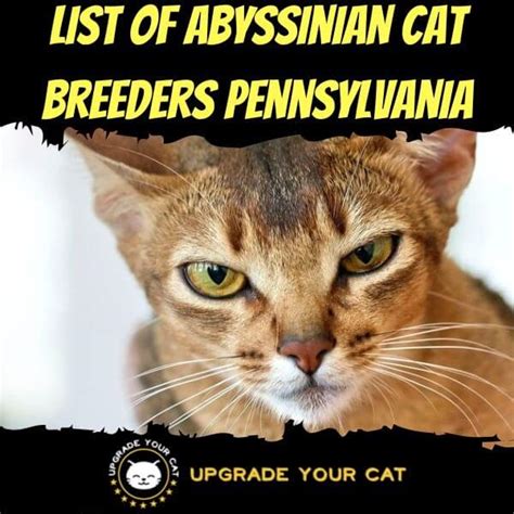 Abyssinian Cat Breeders Pennsylvania | Kittens & Cats for Sale