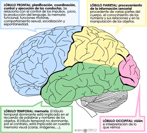 Cerebro Su Estructura Y Funciones