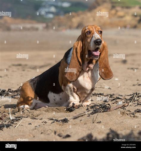 basset hound dog Stock Photo - Alamy