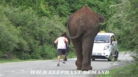 The Wild Elephant That Chased And Attacked Foreigners Who Came To Give