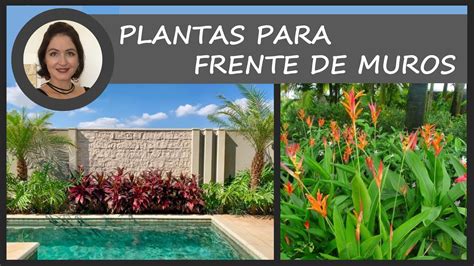 Plantas para frente de muros Valéria Medina YouTube