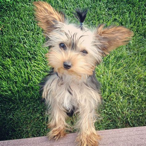 Why Is My Yorkie So Big - Hasma