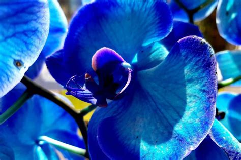 Blue Orchid Guide: Grow, Care, Repotting & Propagate! - Gardeners' Magazine