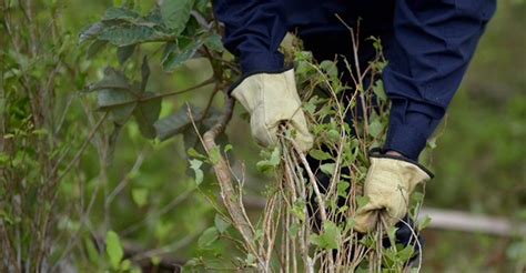 El Pa S Genera Toneladas Colombia Caen Cultivos De Coca Crece