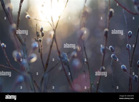 Natural Spring Background With Pussy Willow Branches Toned Image Stock